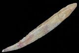 Hybodus Shark Dorsal Spine - Cretaceous #73114-2